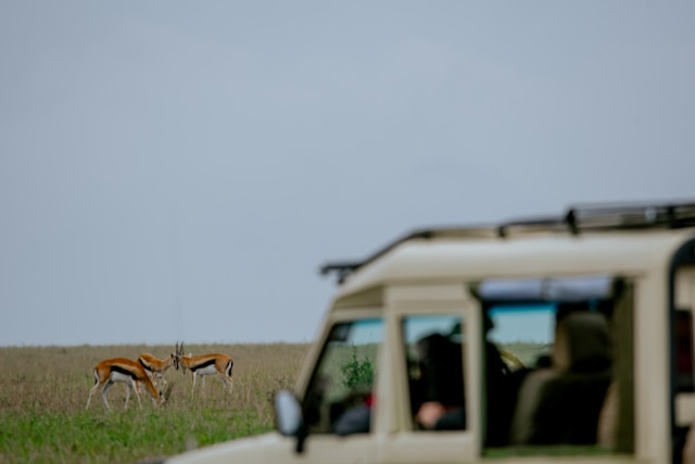 8 Day Kenya Wildlife Odyssey